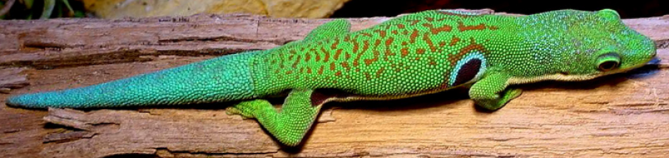 Taggecko kaufen? Hier gibt es Info & Empfehlungen - reptilus.de