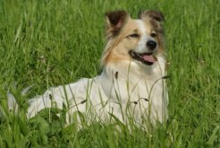 hunde_bilder_diane_063_red.jpg