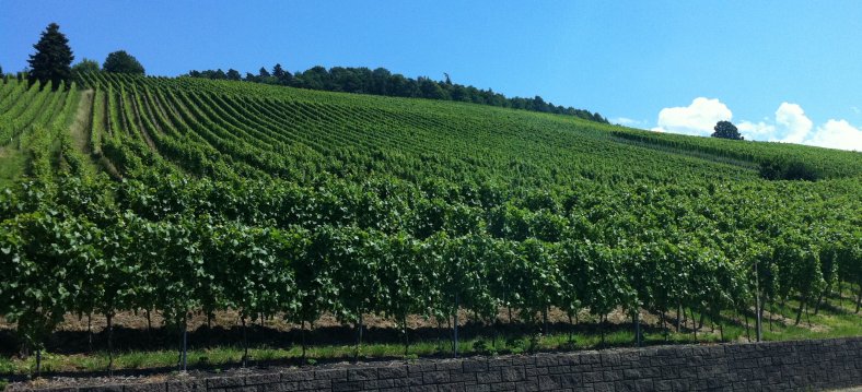 Weinberg in Deutschland