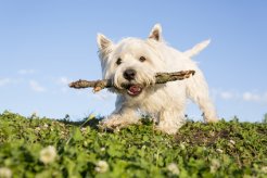 Fotolia_90124920_XS.jpg