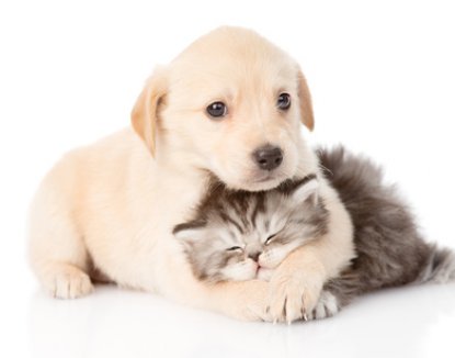 golden_retriever_puppy_dog_hugging_british_cat._isolated__xs.jpg