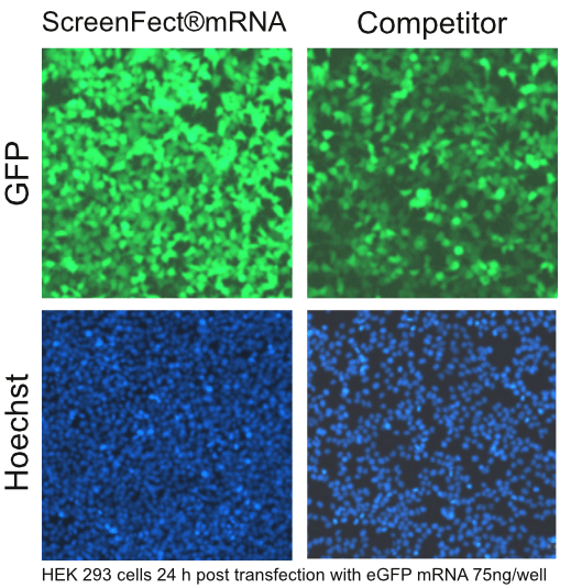SF_mRNA_HEK_square.gif