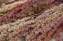 Quinoa-geerntet-1024x681.jpg
