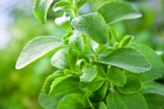 Stevia.jpg