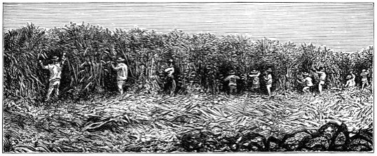 zucker-feld-1882.jpg