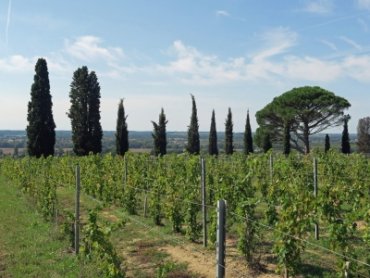 Explore each of the 6 wine regions on your own or with a guide Explore each of the 6 wine regions on your own or with a guide