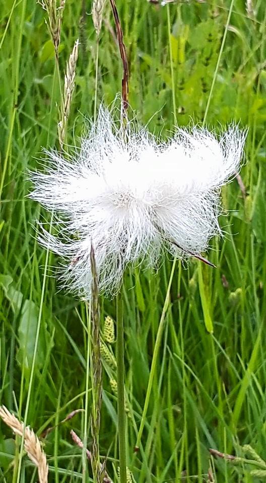 Blume
