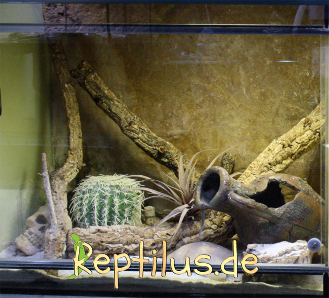 Was ein gutes Gecko Terrarium aus? reptilus.de