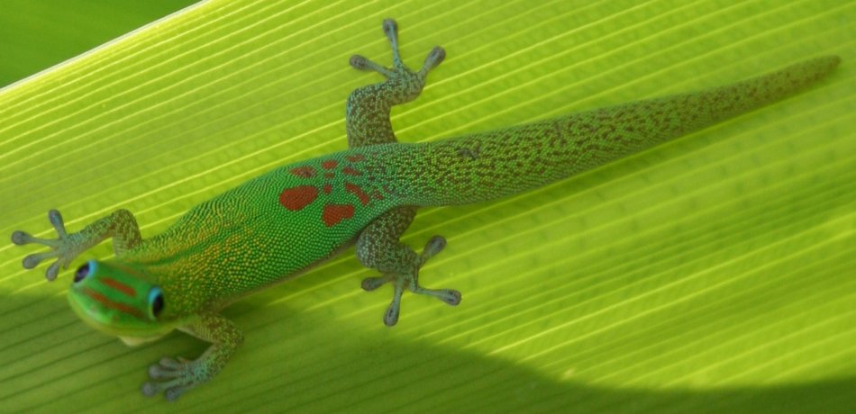 Taggecko kaufen? Hier gibt es Info & Empfehlungen reptilus.de