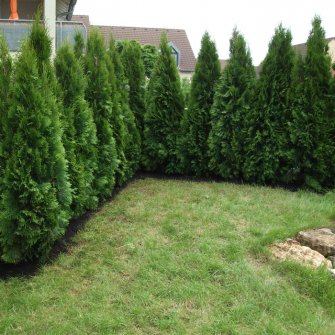 Heckenpflege und Gartenpflege