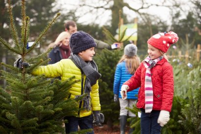 christbaum_selber_schlagen_bild_01_christbaumstadel_josef_kranzle.jpg
