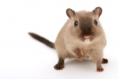 ratte2_scheadlingsbekaempfung_berlin_3.jpg