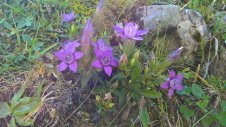 Postalm-Violette-Enzian.jpg