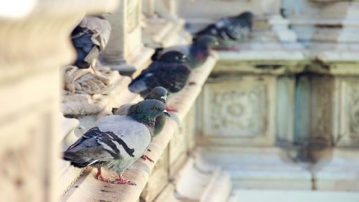 Kammerjäger Tauben Dach München
