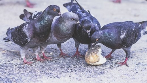 Tauben beim Essen von Resten