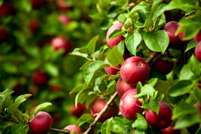 apple tree