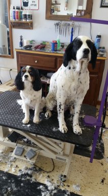 Jeanies grooming