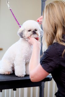 Dog grooming