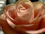 Blume.jpg