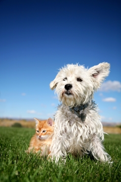 dog and cat