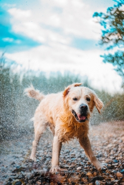 wet dog