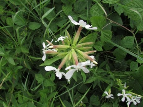 Seifenkraut