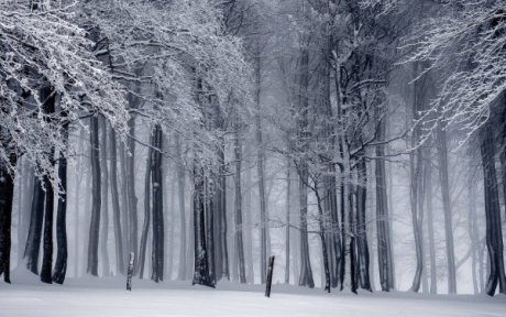 Winter, Wald