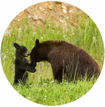 bearcountry.png
