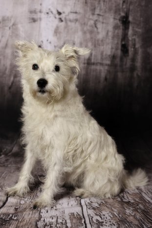 LQ-Aimy-Tierfotos-Fotograf-Hundeportrait-Basel-Tierfotograf-Oberwil.jpg