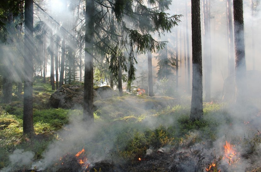 Waldbrandgefahr Waldbrandgefahr