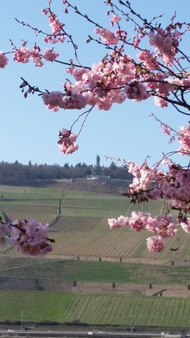 baumbluete-im-april3_2.jpg