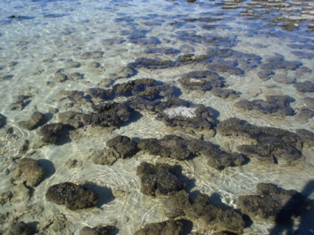 Hamelin Pool Stromatolites, Shark Bay