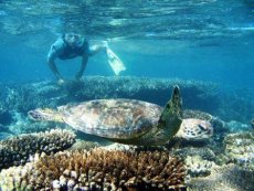 Ningaloo Reef Turtles