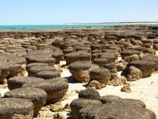 Shark Bay Stromatolites