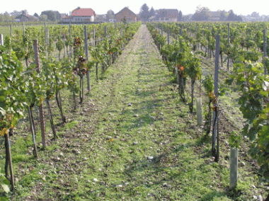 Weingarten1.gif