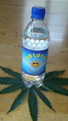 GOLOSA 0,5lt-Flasche