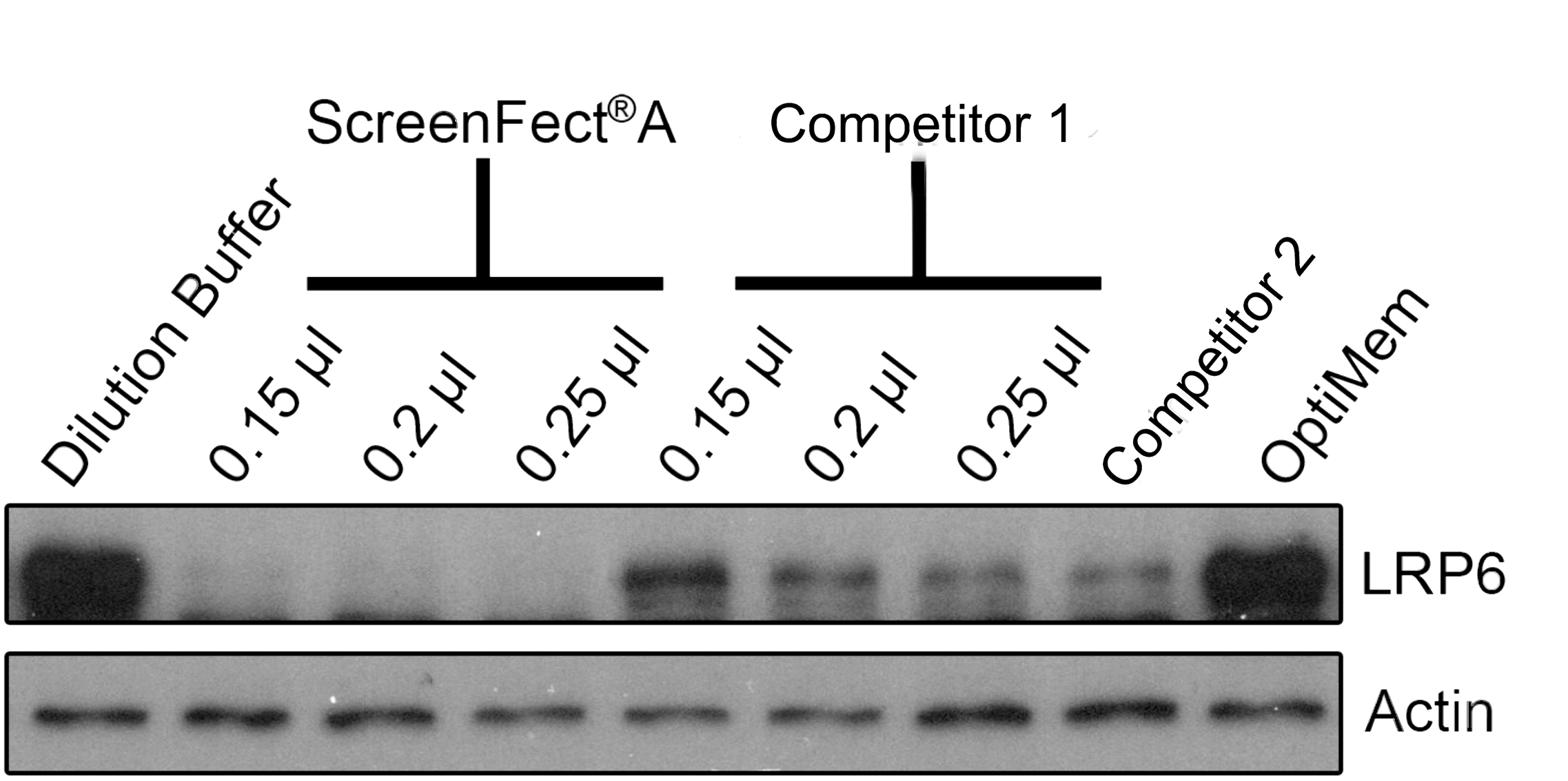 SFA_lrp6-levels.gif