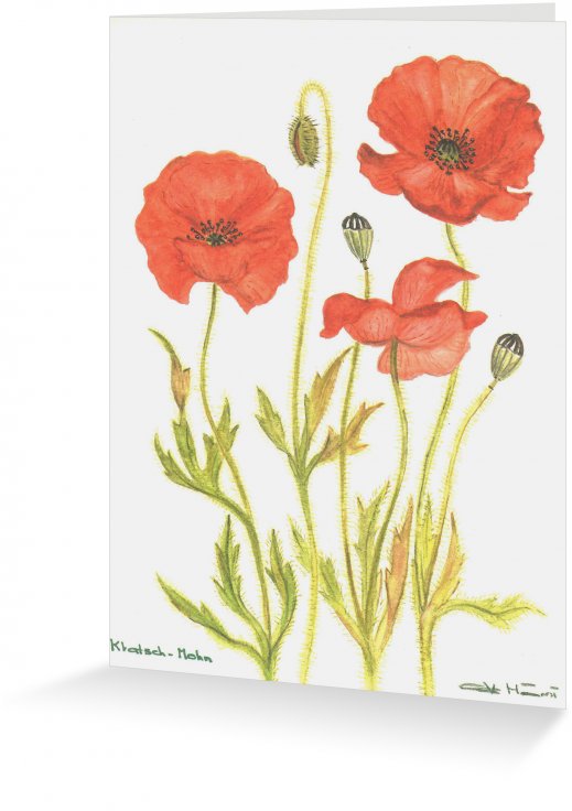 Klatsch_Mohn.jpg